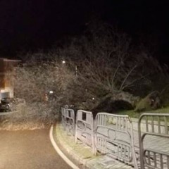 El viento provoca la caída de un árbol en Valdihuertos