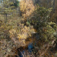 La vegetación del río Cega una joya ecológica a conservar