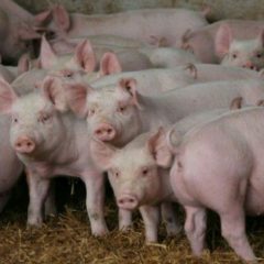 Ecologistas pide una moratoria de 4 años para nuevas granjas de porcino