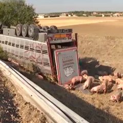 Aparatoso accidente de un camión de una empresa cuellarana cargado de cerdos en la A-42