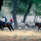 Los toros vuelven a Cuéllar con un encierro por el campo y una corrida mixta el día 1 de Octubre