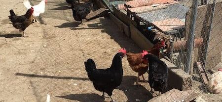 Cuéllar prohibe la cría de aves de corral al aire libre ante el avance de la gripe aviar