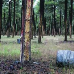 Un resinero es encontrado muerto en un pinar de Sanchonuño