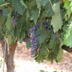 Tierra de Pinares promociona la ruta del vino