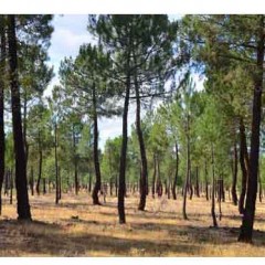 La Junta destina 1,3 millones para conservación de habitats forestales en Coca y Riaza