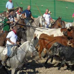 En Carbonero , dos toros «a su bola» por el campo