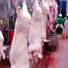 La UC Segovia denuncia los bajos precios del porcino