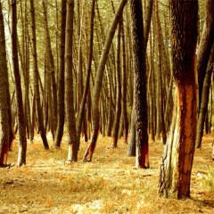 Hacienda cambia el régimen fiscal en el sector forestal