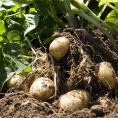 Los productores de patata de Segovia han perdido 4,5 millones de euros