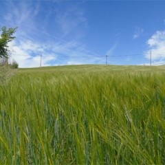 La cosecha de cereal (164.300 ha) pinta bien