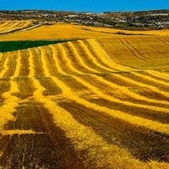 La cosecha de cereal en Segovia puede llegar a las 402.753 toneladas