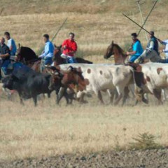 Navas de Oro celebra este sábado el primer encierro por el campo del verano