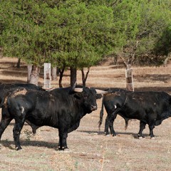 Presentación de «los toros seleccionados para los encierros»