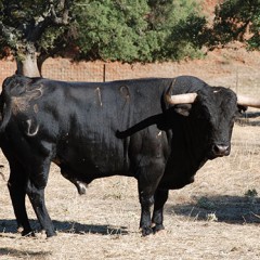 Los toros de los encierros «bien presentados»