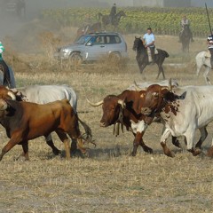 Encierros accidentados en Hontalbilla y Cantalejo