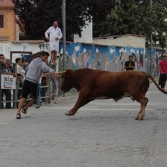 En Vallelado, encierro sin incidentes, y un toro por la autovía en Portillo