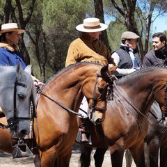 Feria del Caballo en Mozoncillo y suelta de toros por las calles en Pedrajas de San Esteban