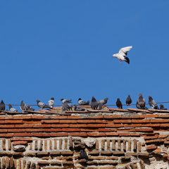 Cuéllar llevará a cabo un control de la población de palomas