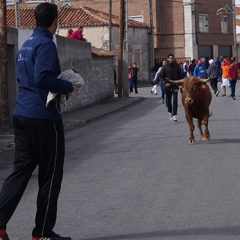 En Montemayor correr toros por las calles es la tradición