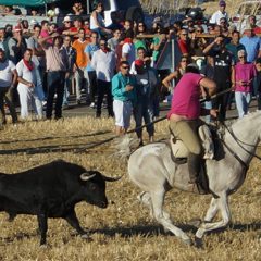 Iscar y Olmedo celebran San Miguel con sus tradicionales encierros