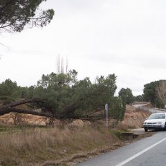 La caída de un pino cortó el tráfico en la SG-342 en los accesos a Cuéllar