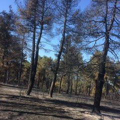 La Junta cuantifica los daños y pinos quemados en el incendio de Nieva y Nava de la Asunción