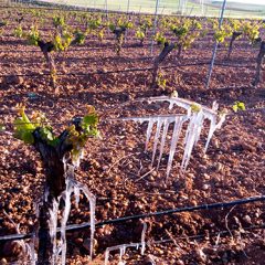 Los viticultores de Nava, Nieva y Santiuste han perdido la mitad de la cosecha por las heladas