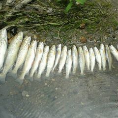Aparecen numerosos peces muertos en el río Cega