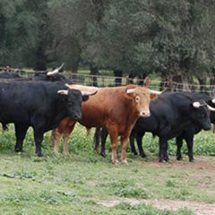 Las peñas de Cuéllar podrán ver los toros de los encierros en el campo