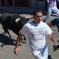 Toros de Marcos Nuñez, El Freixo y Fuenterroble para los encierros de Iscar