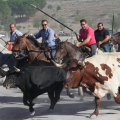 Primer encierro por el campo en Iscar con un toro escapado