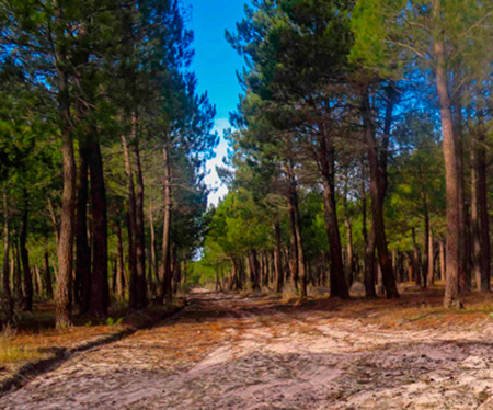 Una línea eléctrica arrasará centenares de pinos entre Pinarnegrillo y Navalmanzano