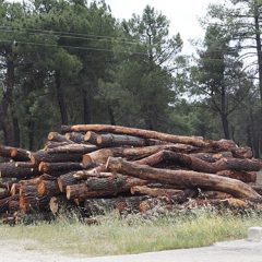 La Comunidad de Villa y Tierra de Cuéllar prevé ingresar 235.000€ de los pinares