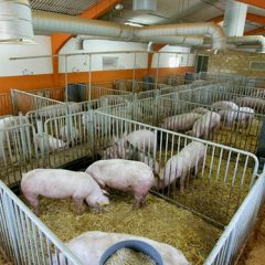 La cabaña de porcino crece «sin control» según la Red Ambientalista