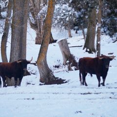Los toros de «la nieve y el frío», del Marqués de Quintanar