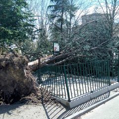 El fuerte viento provoca la caída de un árbol en los paseos de San Francisco