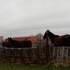 «No mas mierda» denuncia el estado de abandono de unos caballos en parcelas de Fuentepelayo
