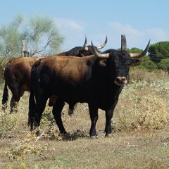 Presentación de los toros de los encierros de Cuéllar en la palacio de Pedro I