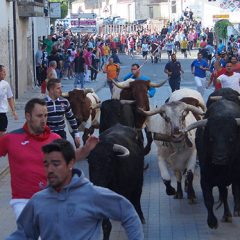 De Tudela a Peñafiel por «la ruta del toro»