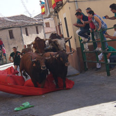 Jugando con toros en los encierros de Carbonero el Mayor