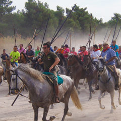 Encierro de «muchos caballos» en Nava de la Asunción