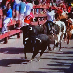 Emocionante encierro de los toros de Marqués de Quintanar en San Sebastián de los Reyes