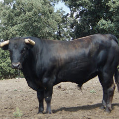 Gran corrida de toros de «Rincón de Los Derramaderos» en Villaviciosa de Odón