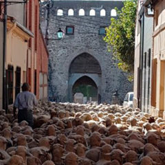 Un millar de ovejas cruzan Coca para reivindicar la trashumancia