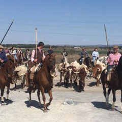 130 caballistas en el paseo con bueyes celebrado en Cantalejo