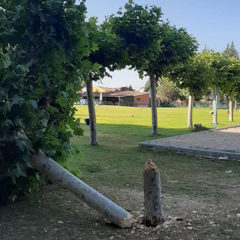 Vandalismo en Navas de Oro: talan un árbol en las piscinas
