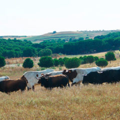 El 25 de agosto «domingo de toros» con reses de Lagunajanda en Cuéllar