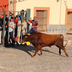 Suelta de toros del Clérigo en Coca en la fiesta de la Asunción