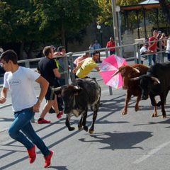 Se suprimen dos encierros con vaquillas «para los jóvenes» en las fiestas cuellaranas