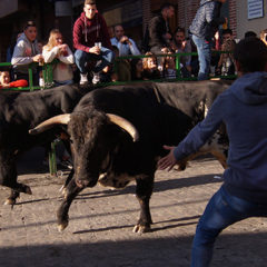 Emoción con los «toros en las calles» en Carbonero el Mayor